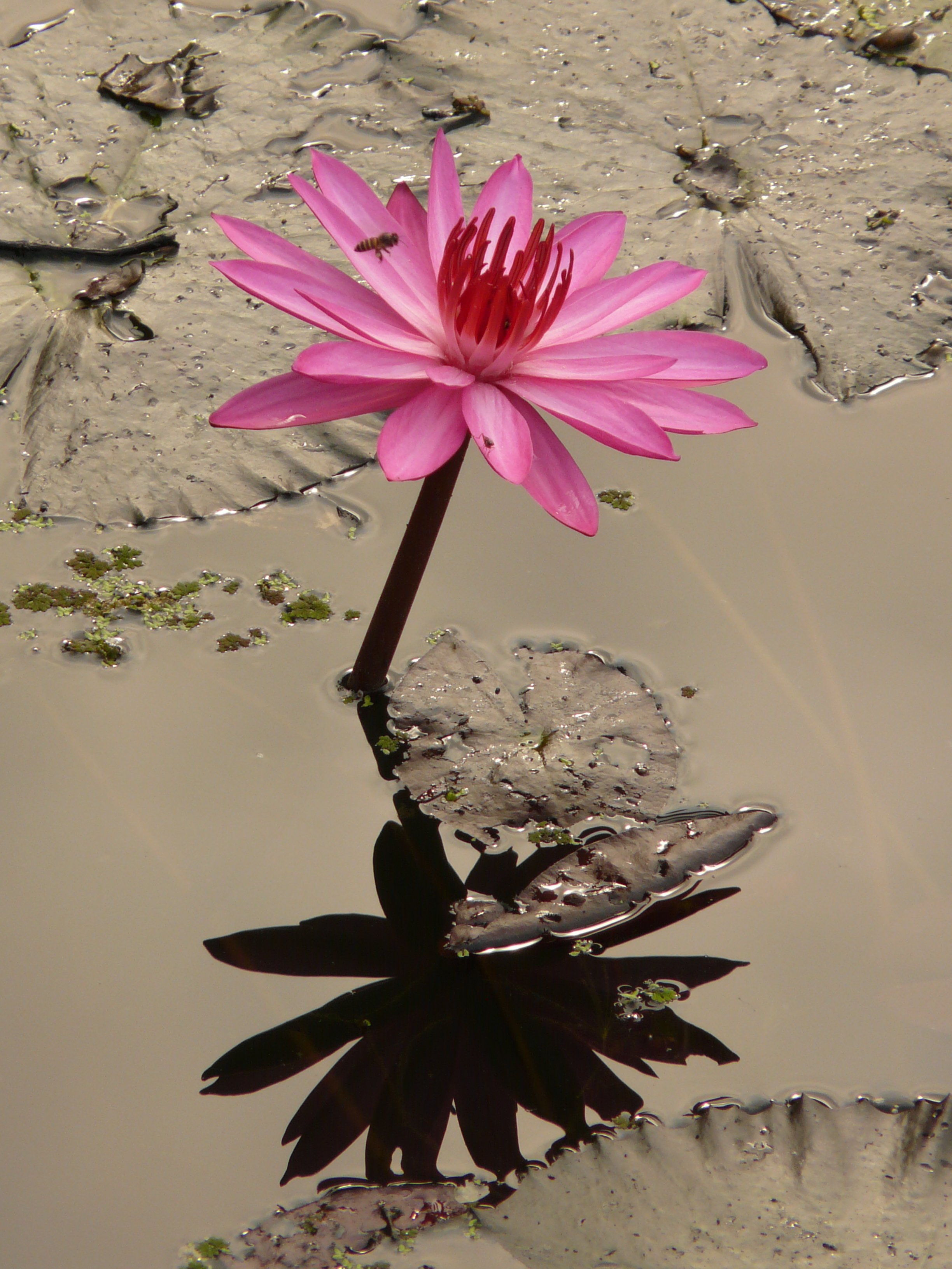 Фото бесплатно цветок, растение, лист