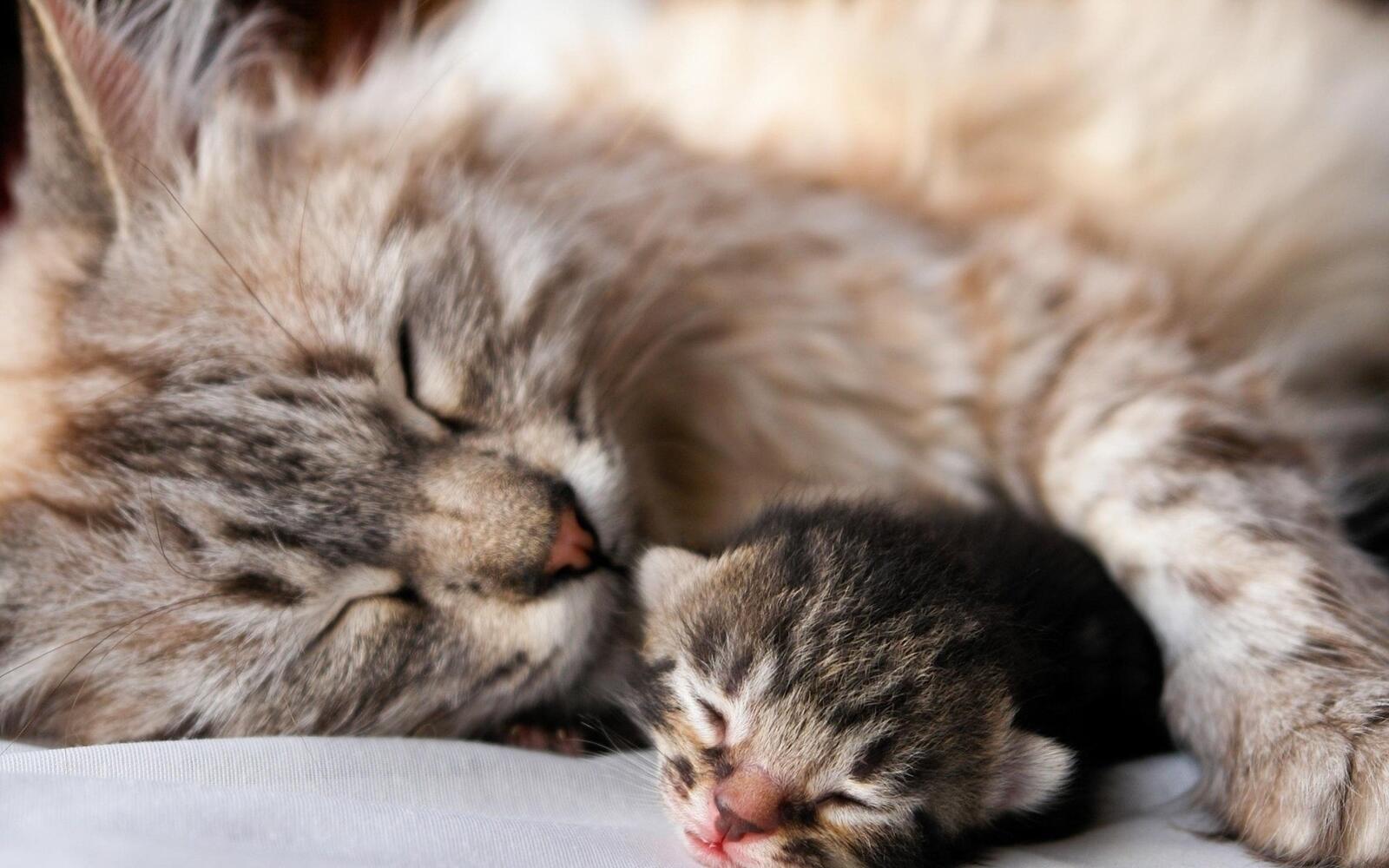 免费照片一只母猫和一只小猫躺在一起