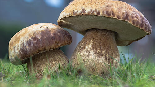 Two mushrooms on a green lawn