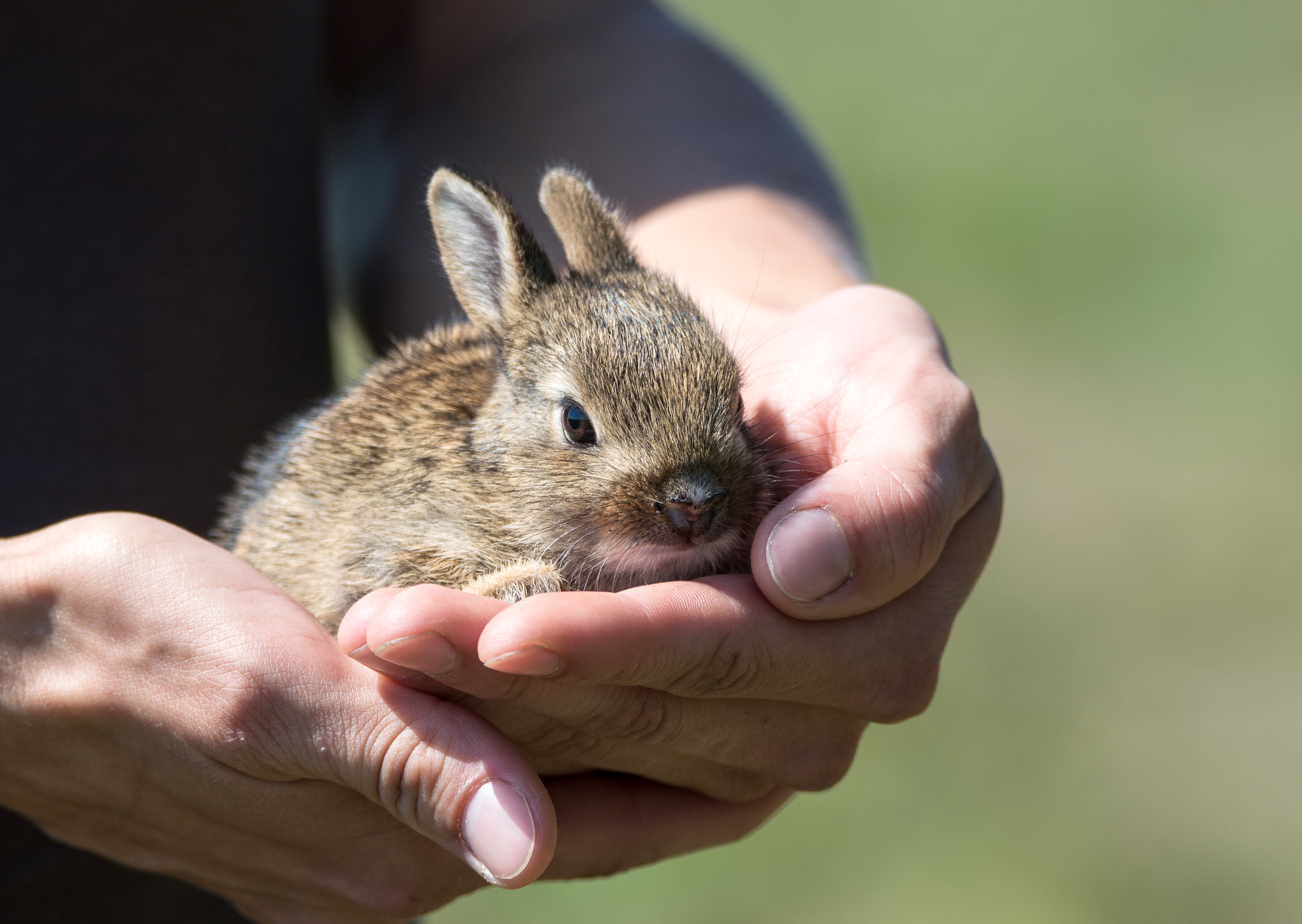 一只小兔子坐在他的手中