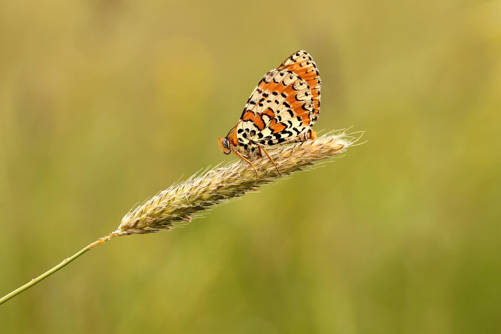 Бесплатное фото Полосатая бабочка на колоске