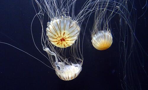 Beautiful sea jellyfish swimming underwater