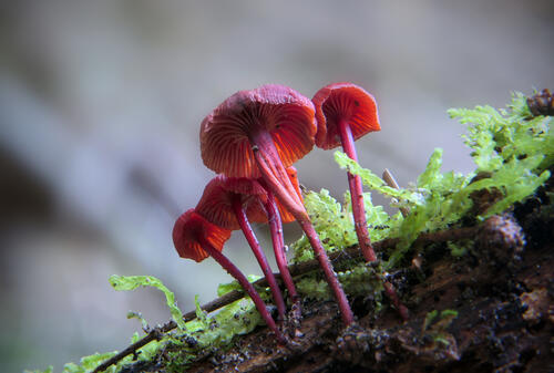 Red mushrooms grow from tree bark