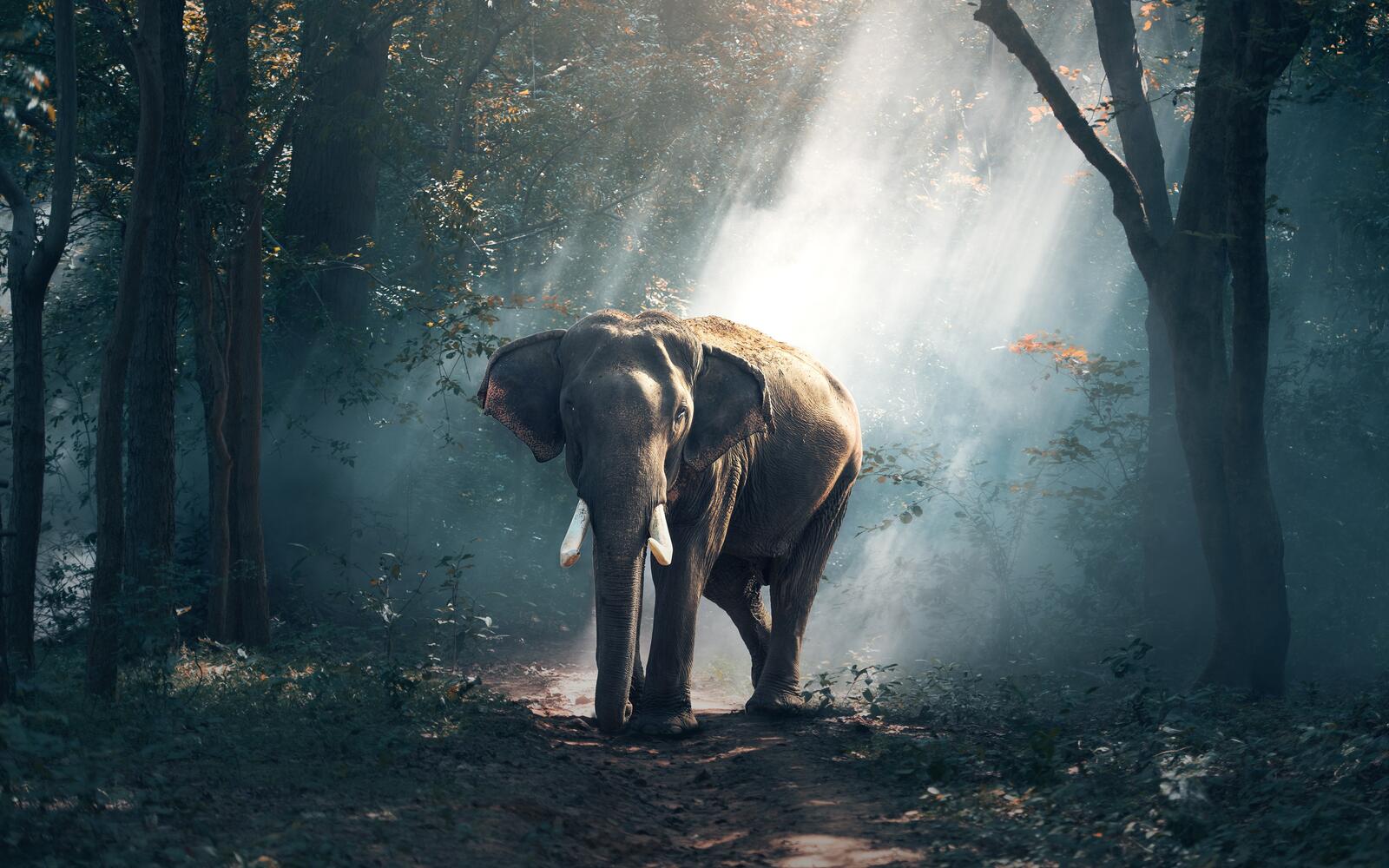 Бесплатное фото Слон в лесу с солнечными лучами