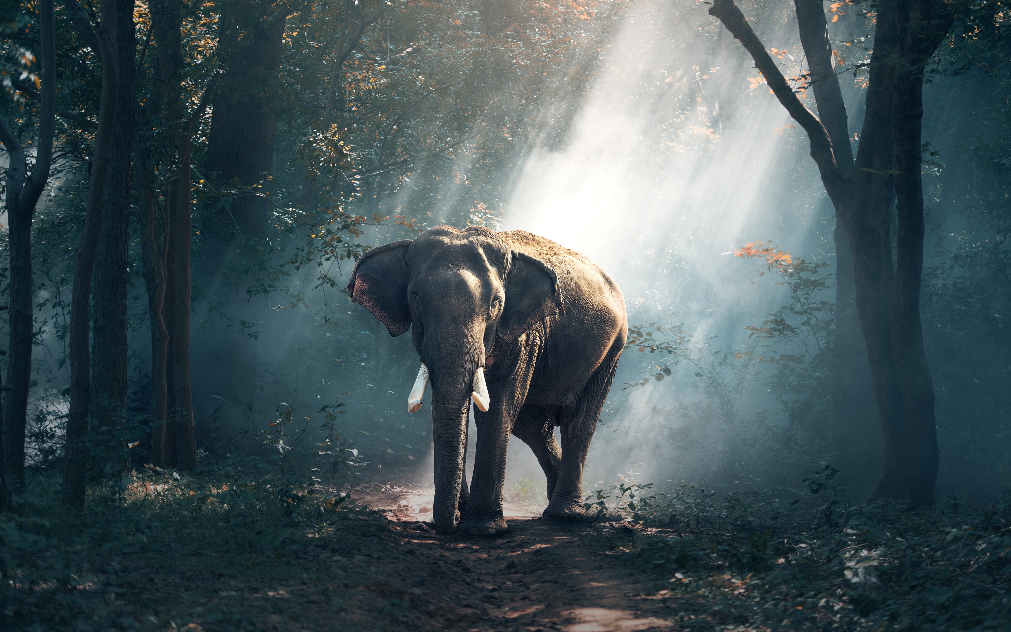 Бесплатное фото Слон в лесу с солнечными лучами