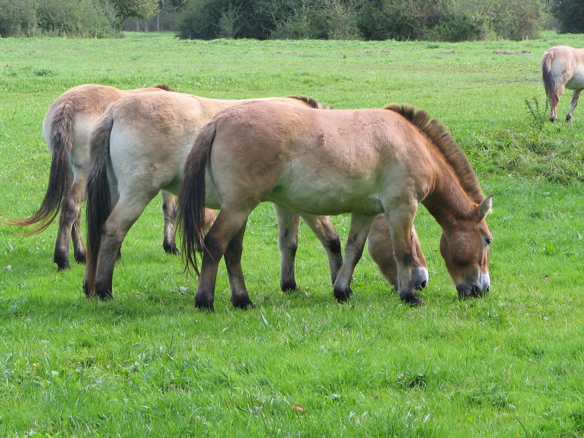 Обои лошади пони трава на рабочий стол