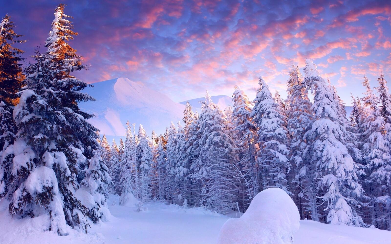Free photo Snowy forest at sunset