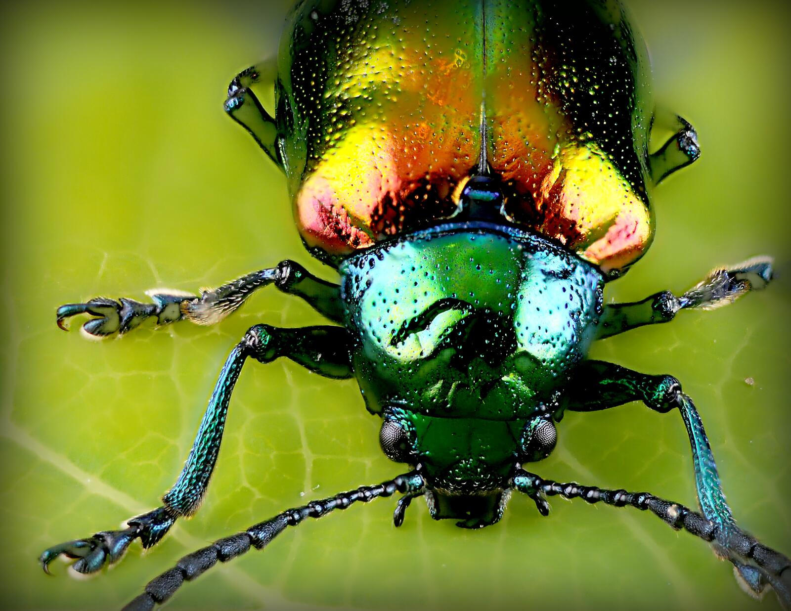 Бесплатное фото Зеленый майский жук