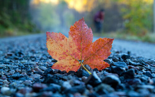 An autumn maple leaf lies on the road