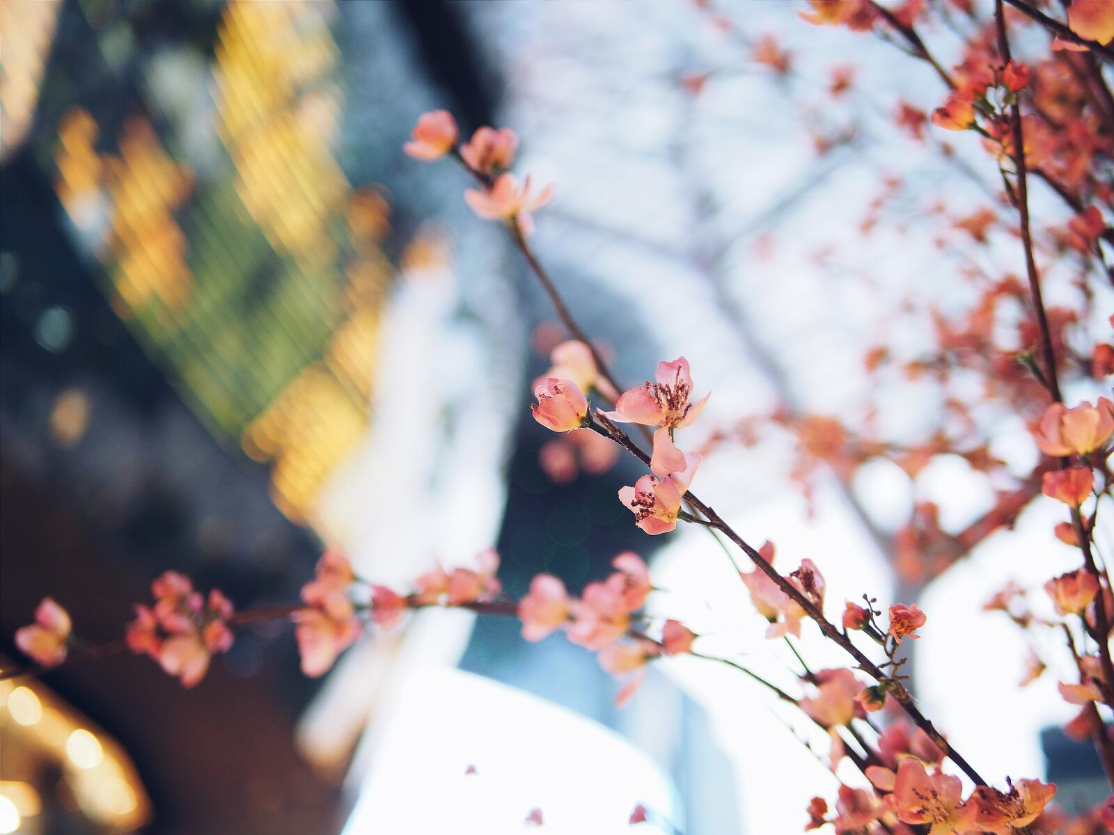 Бесплатное фото Веточки цветущей вишни под утренними солнечными лучами