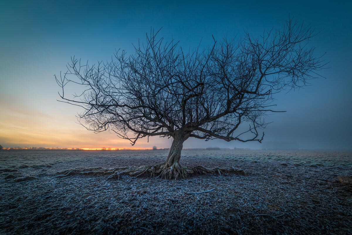 A lone leafless tree in a field on a frosty morning
