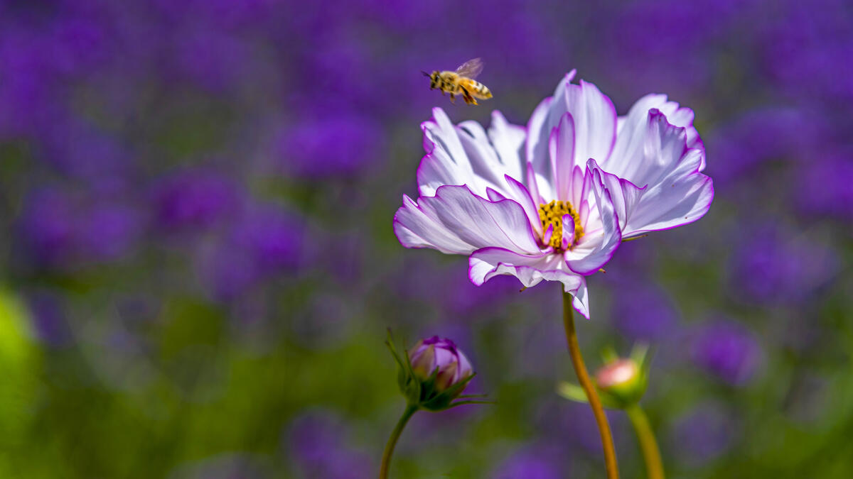 Пчела кружит возле цветка