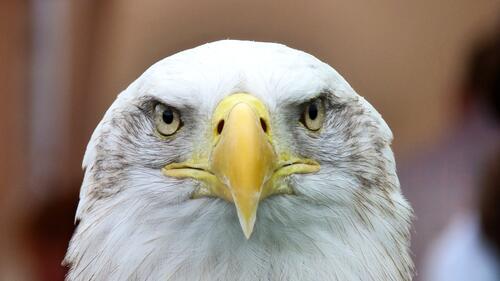 Portrait of an eagle with a large yellow beak