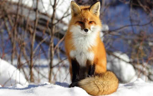 The red fox has warm winter fur