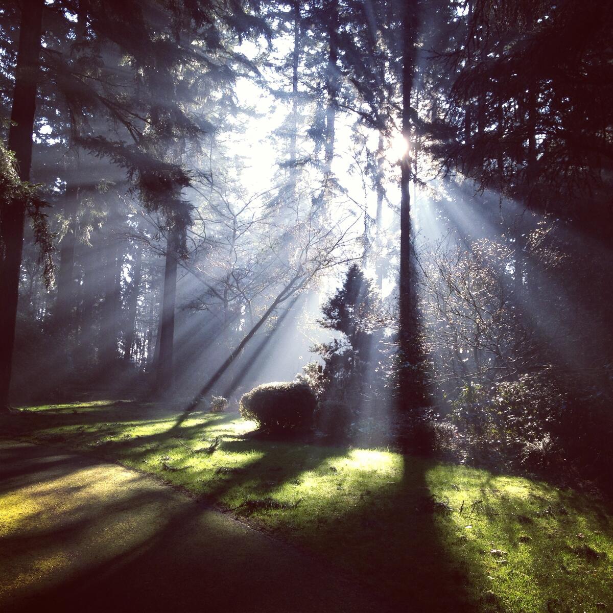 Sunbeams in the morning forest