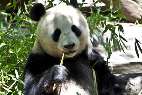 Панда чистит зубы