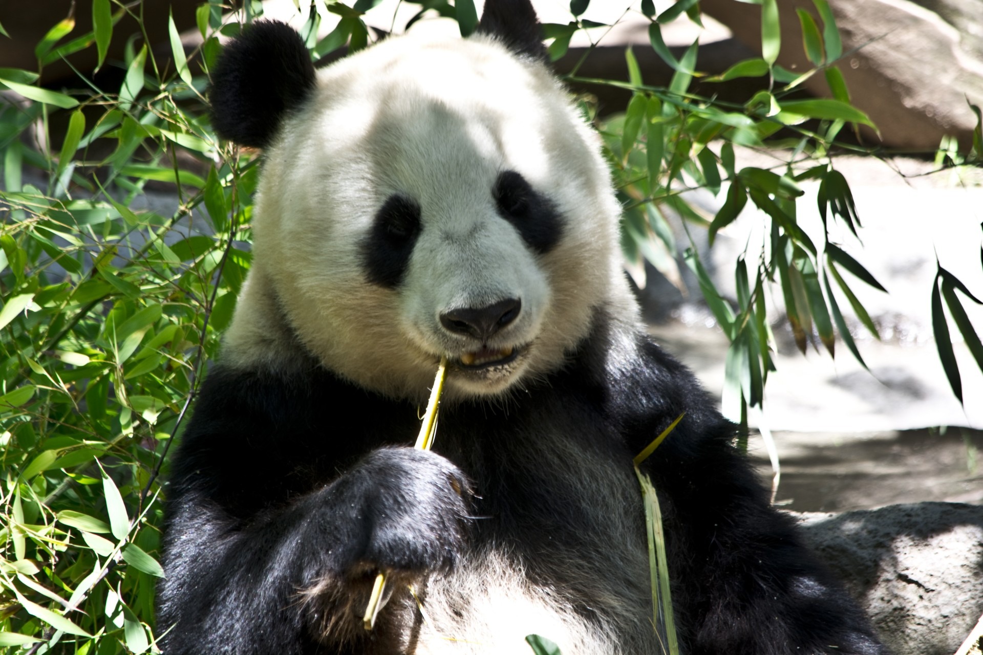 Free photo A panda brushes his teeth