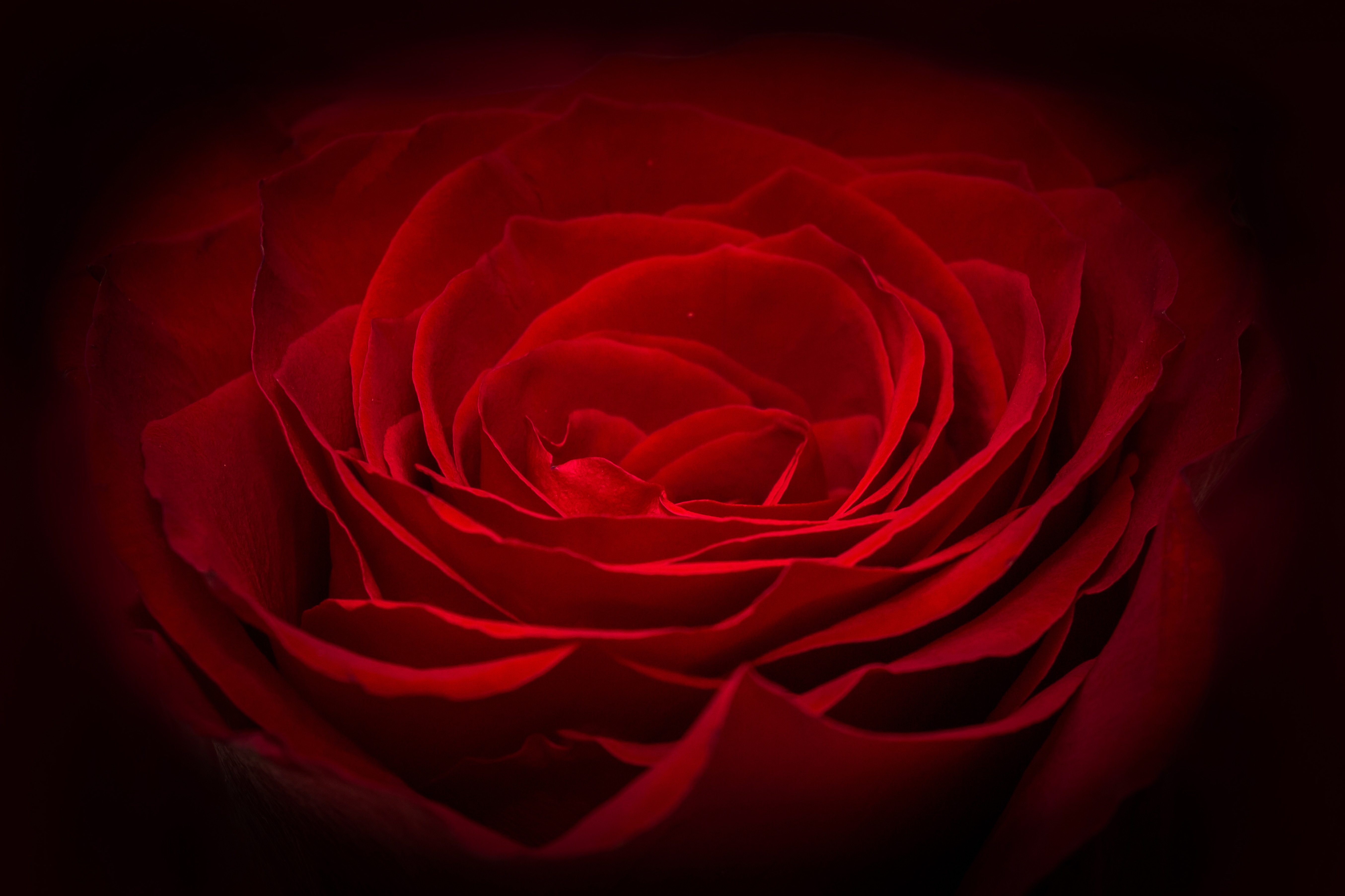 抽象的红玫瑰