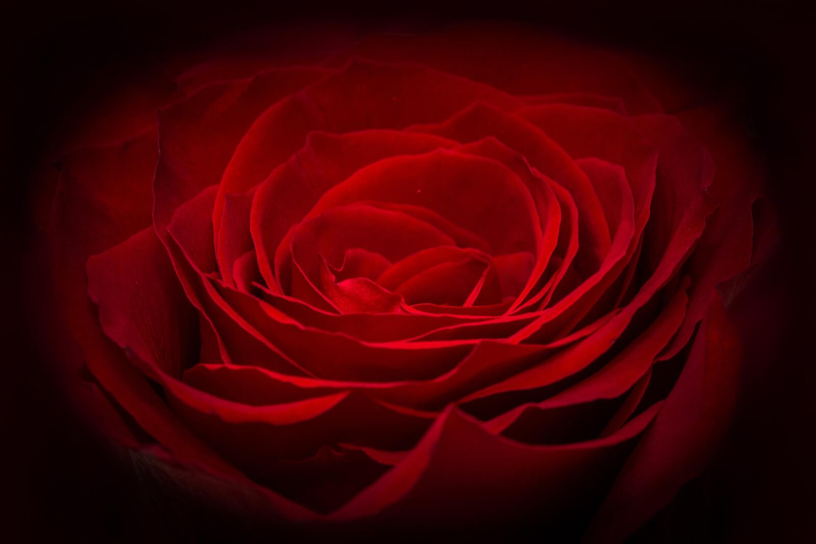 Бесплатное фото Абстрактная красная роза