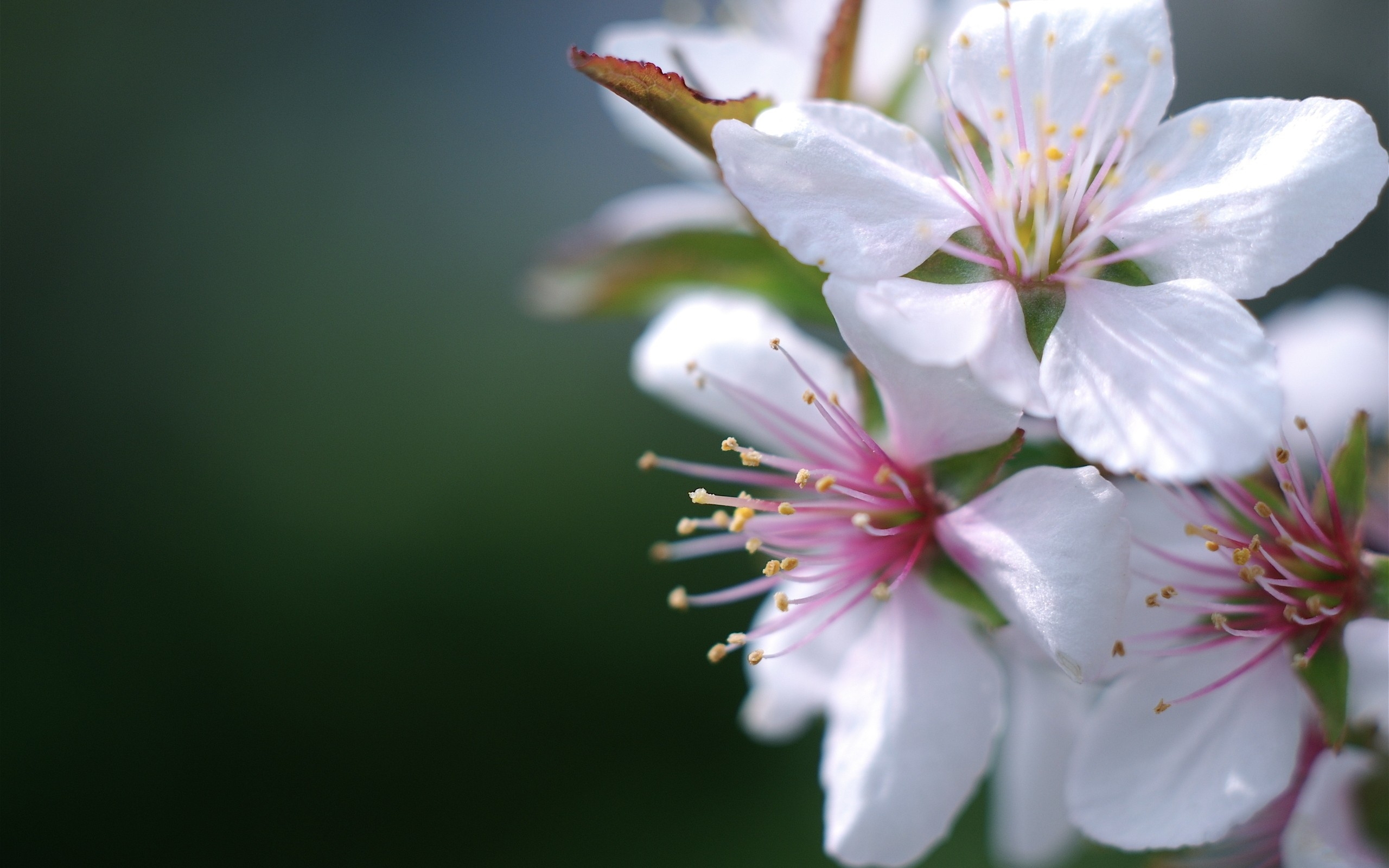 Фото бесплатно цветок, растение, весна