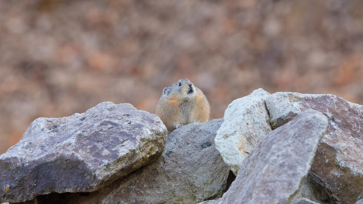 A wild mouse sits on the rocks