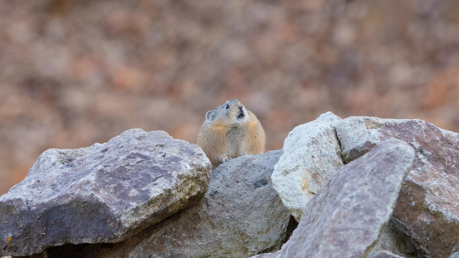 Бесплатное фото Дикая мышь сидит на камнях