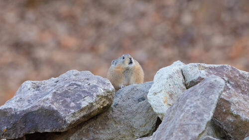 A wild mouse sits on the rocks