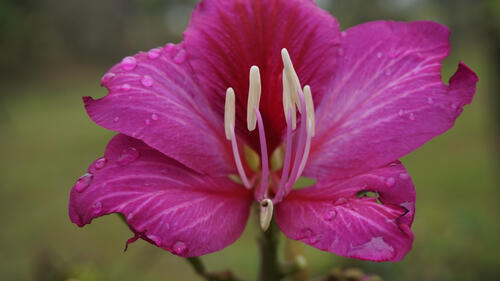 Пурпурный цветок баугинии с капельками росы на лепестках
