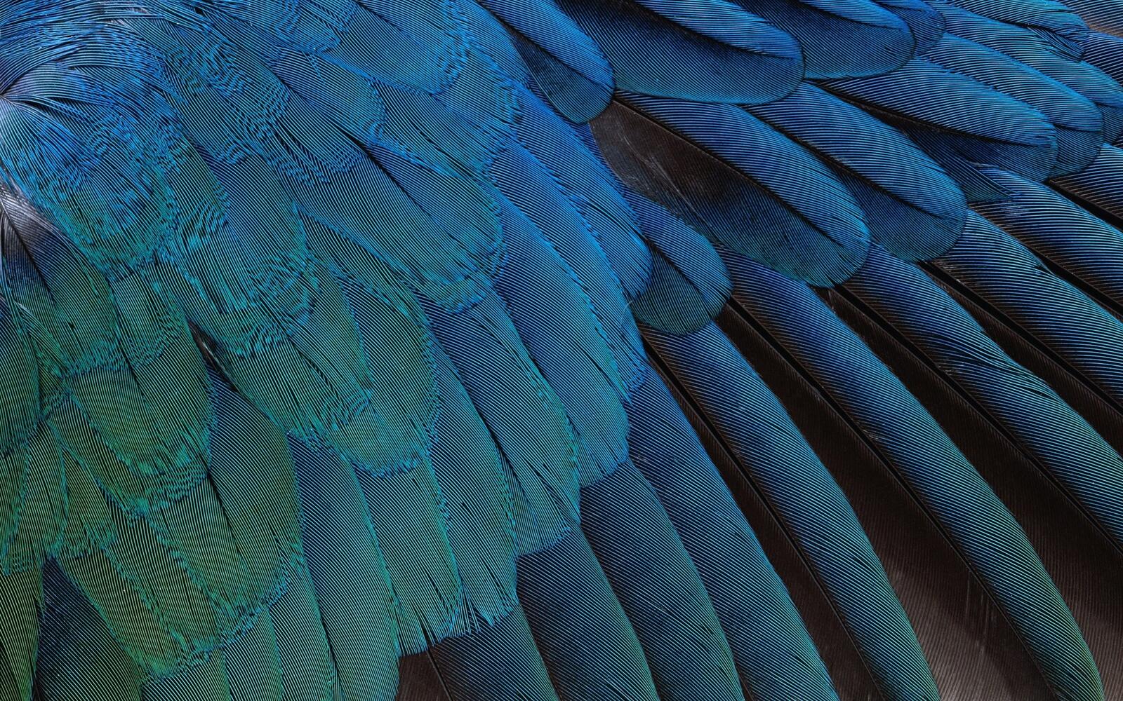 Wallpapers wallpaper feathers close large on the desktop