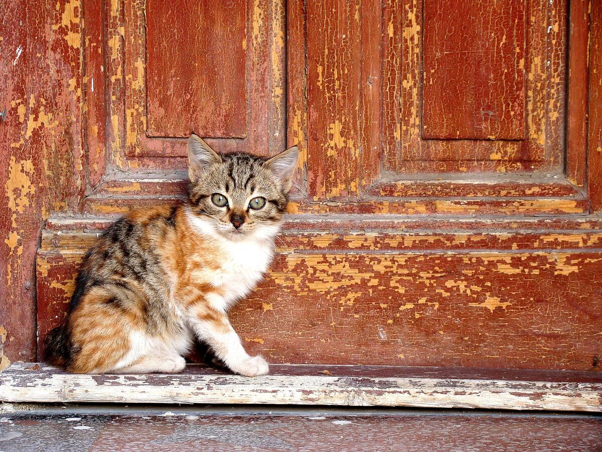 There`s a little kitten sitting by the door