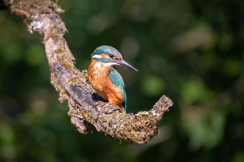 Kingfisher on a tree branch