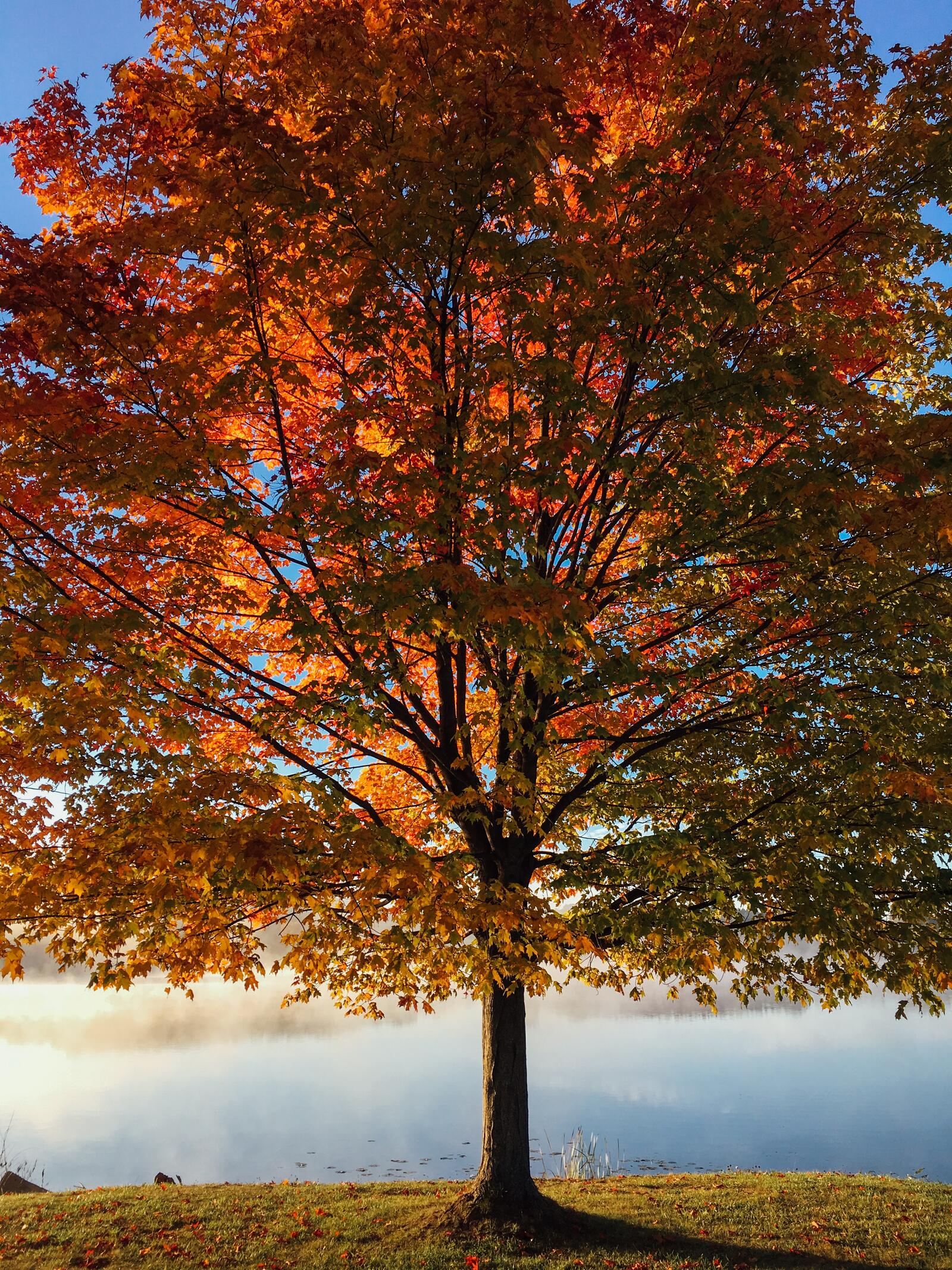 Free photo A tree with fall leaves