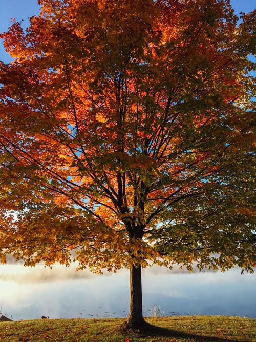 A tree with fall leaves
