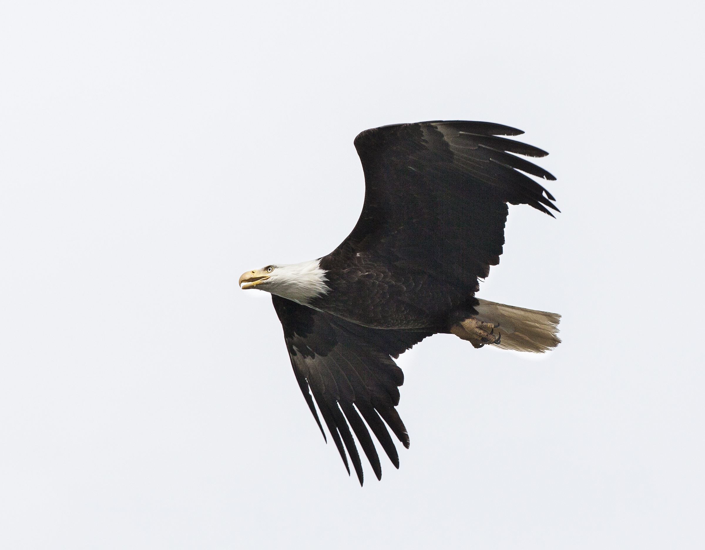 Free photo The flight of the white-headed eagle