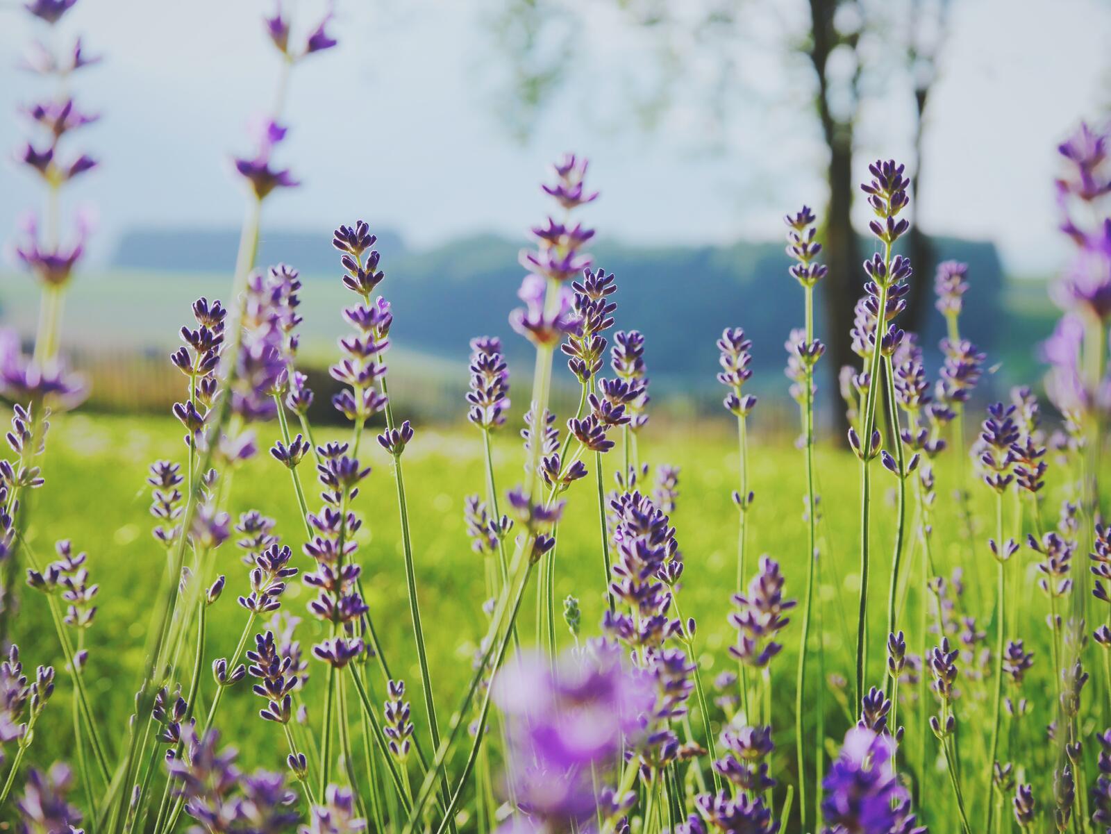 Бесплатное фото Большое зеленое поле с фиолетовой лавандой