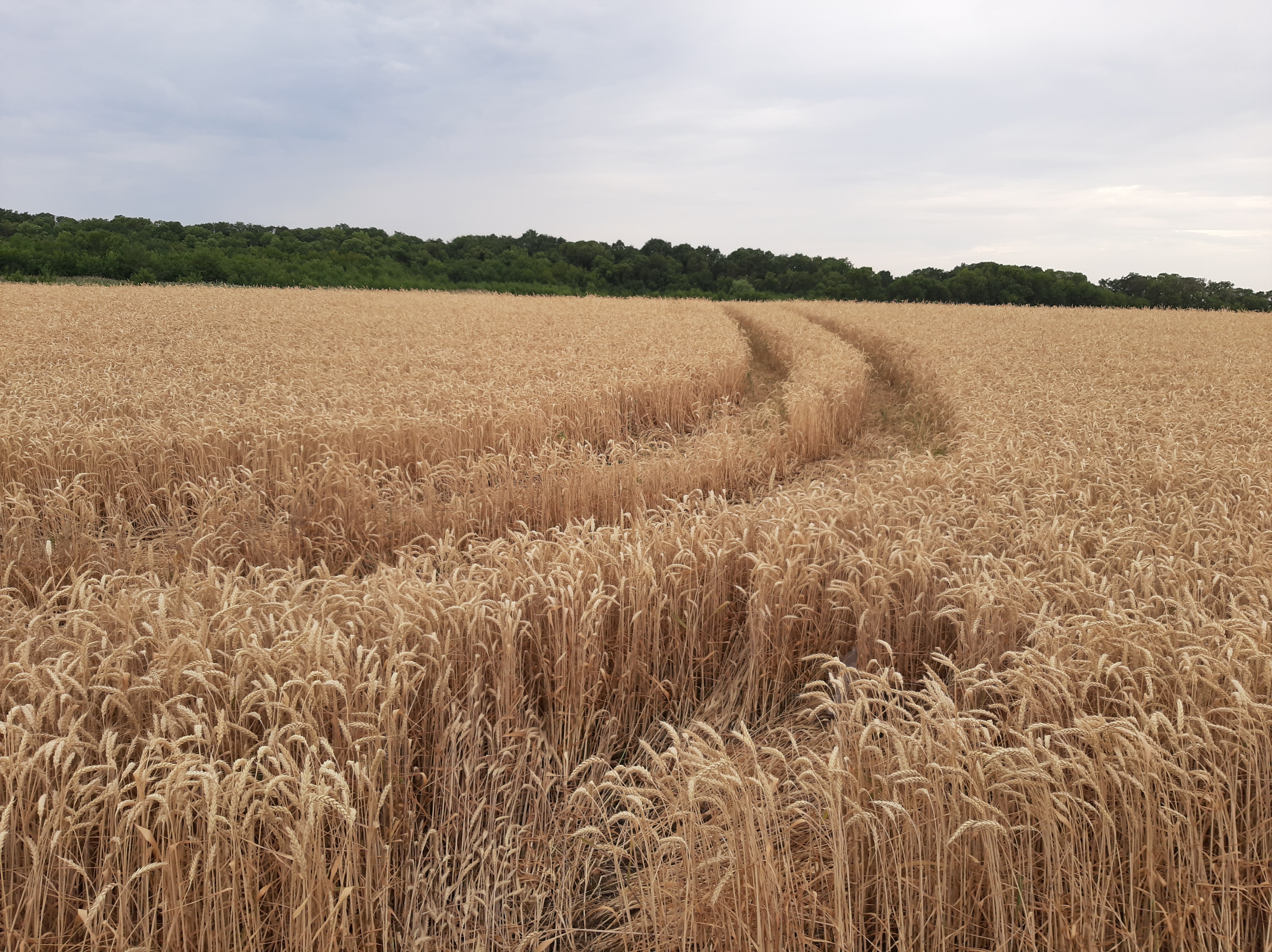 Car footprints in a wheat field