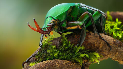 A big green beetle crawls on a branch