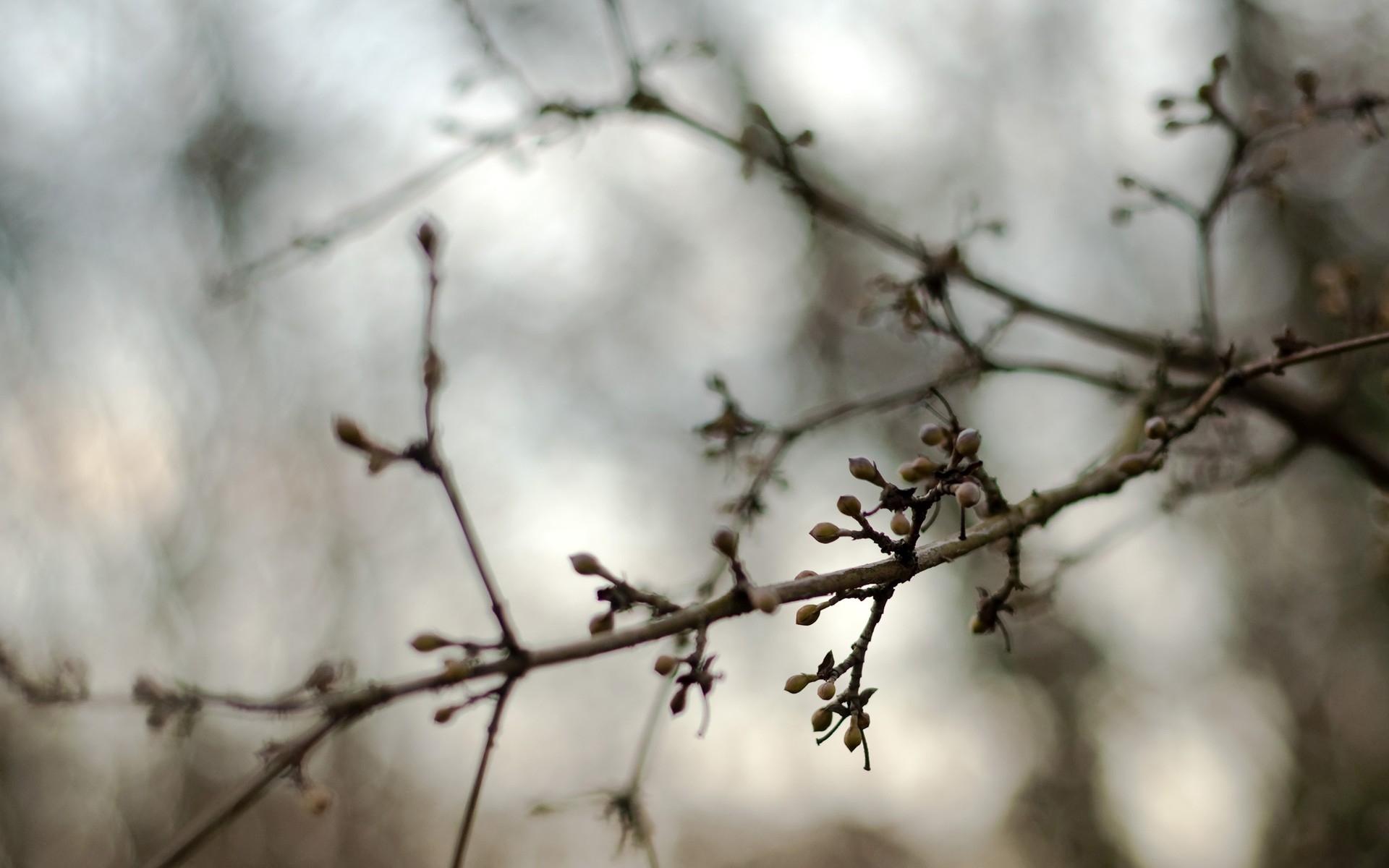 Wallpapers branches kidneys spring on the desktop