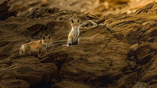 Two red foxes on a rock