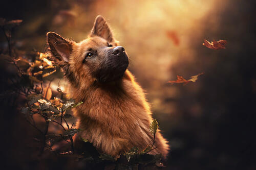 German Shepherd looking at falling autumn leaves