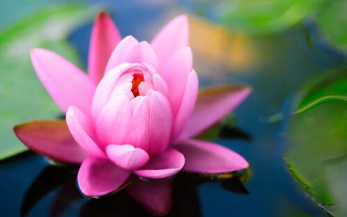 Photo of a pink water lily flower
