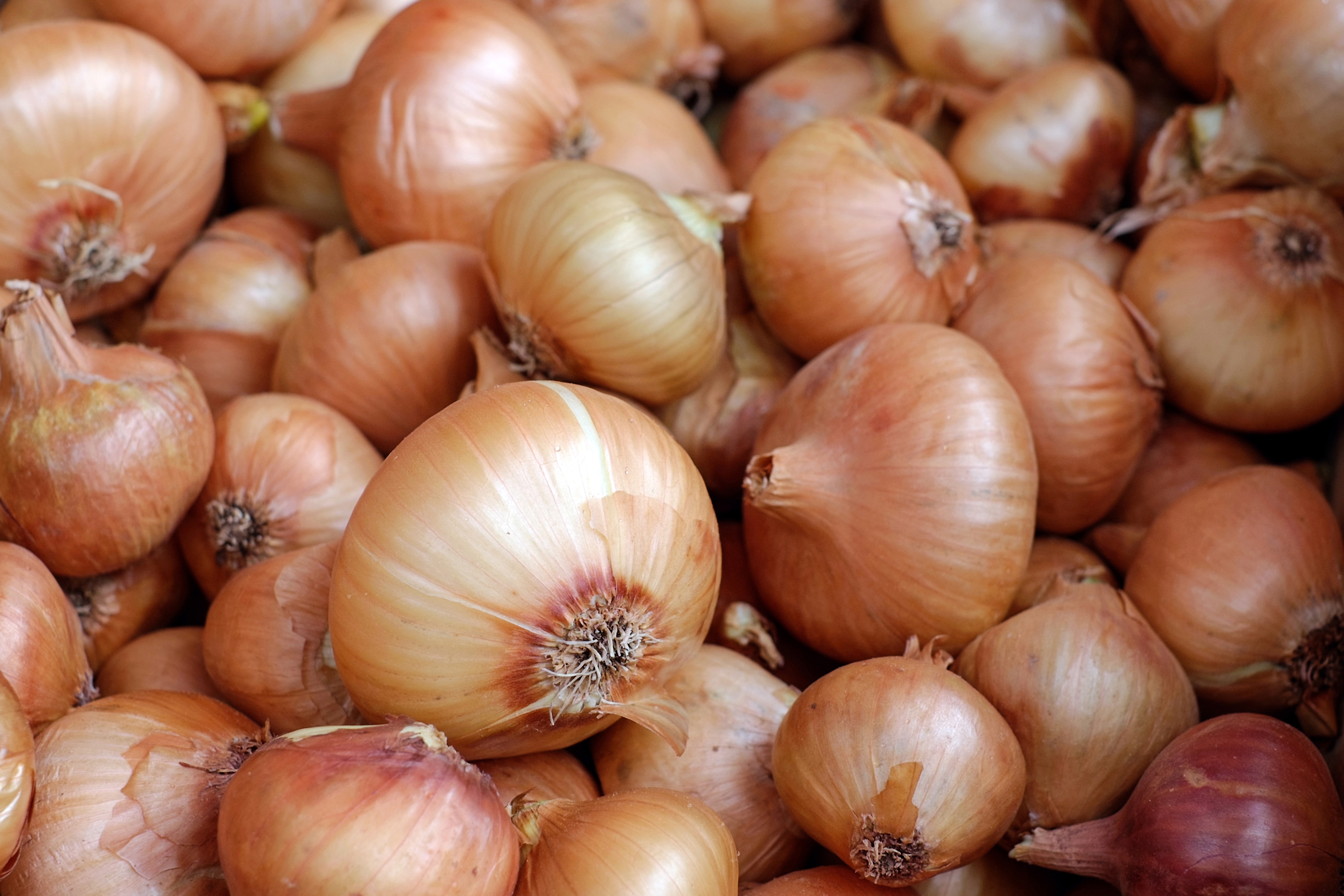 Free photo Photo of onions at the grocery market