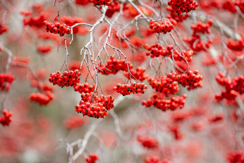 Red berries on the bush