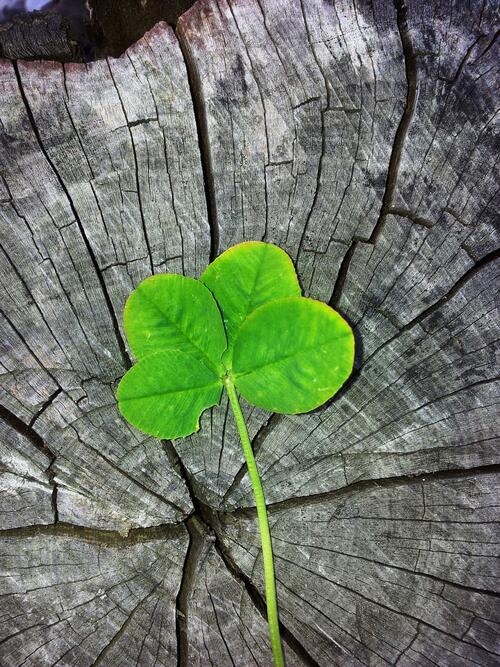 Изображение с зеленым листиком на старой деревяшке