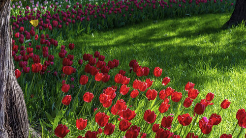 A garden with tulips on a summer day in the park