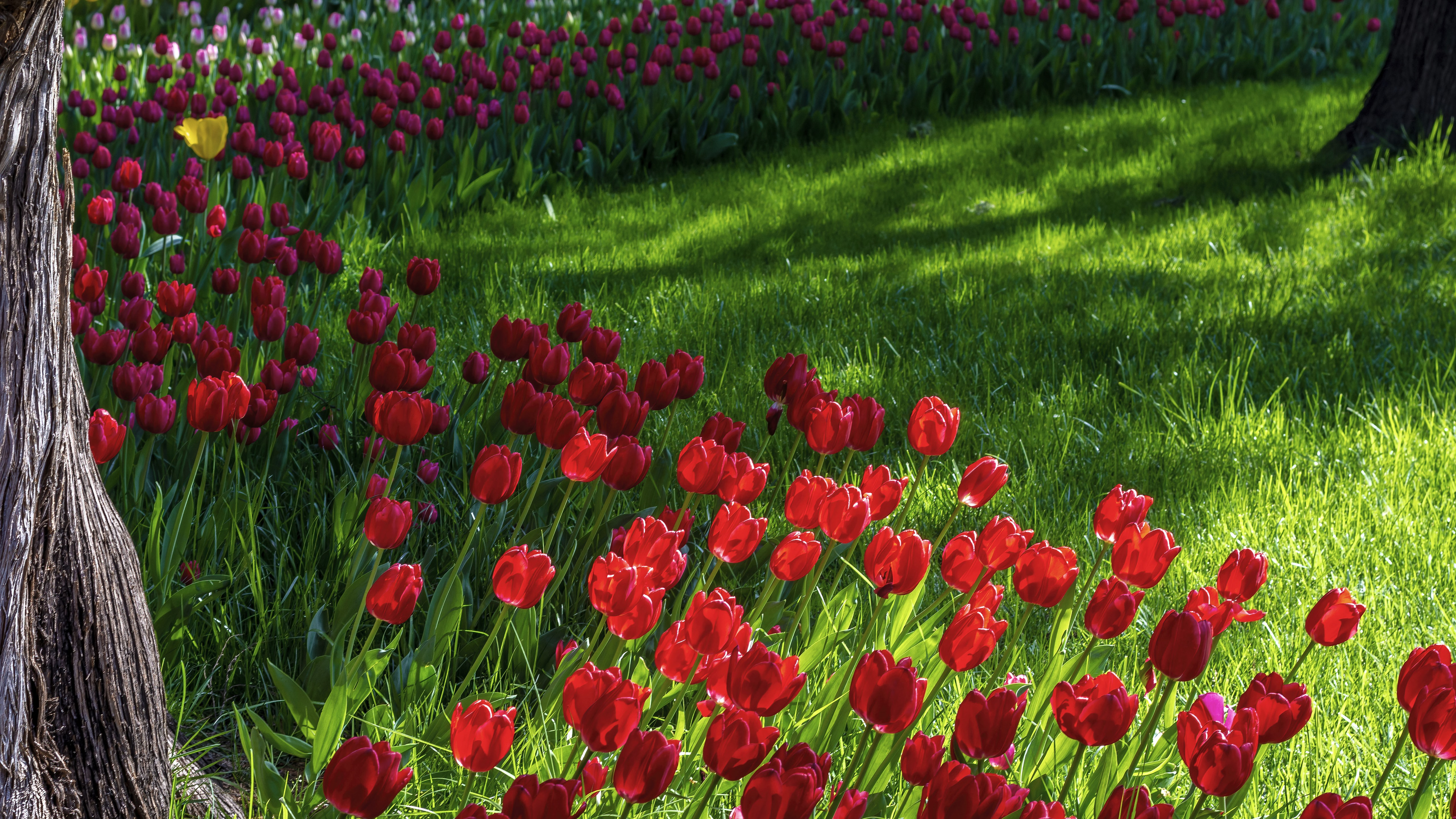 Сад с тюльпанами летним днем в парке