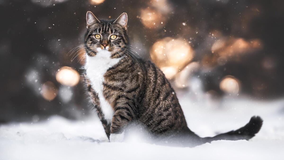 Domestic cat on white snow on a blurry background