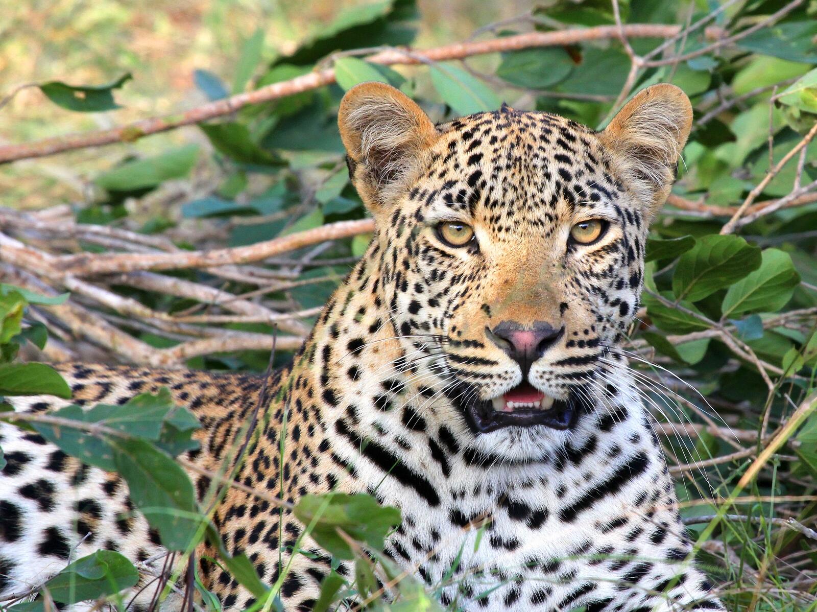 Бесплатное фото Леопард смотрит в камеру