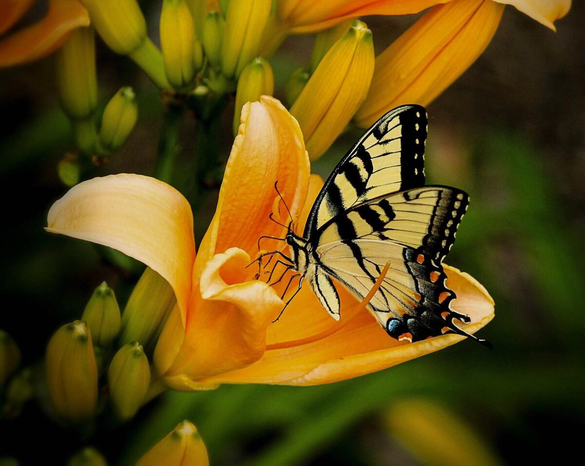 A butterfly pollinates a lily flower