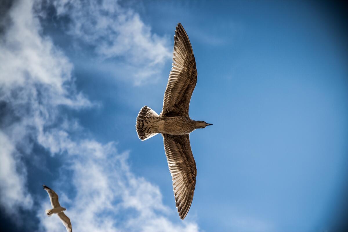 A seagull soars through the sky